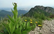 49 Enula scabra (Inula hirta) con vista in Filaressa